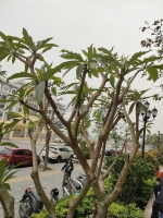 Bán gấp giá rẻ tt học viện phụ nữ pháo đài láng 86m, tầng2, mặt tiền 6m, 5.8 tỷ