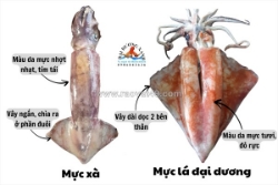 Cách phân biệt mực lá đại dương và mực xà
