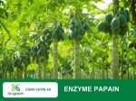 Cung cấp enzyme papain hàng chất lượng cao giá tốt