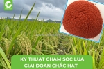 Kỹ thuật chăm sóc lúa giai đoạn chắc hạt