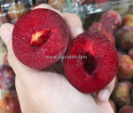 Mận úc vũng tàu giá bao nhiêu ? liên hệ địa chỉ uy tín