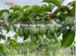 Quy trình xuất khẩu chanh dây