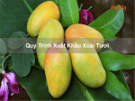 Quy trình xuất khẩu xoài tươi