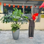 Tất tần tật về chậu cây composite lựa chọn hoàn hào cho không gia sống hiện đại