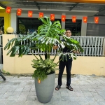 Tìm hiểu về chậu cây composite sự hữu ích của loại chậu này phù hợp với mọi gia đình