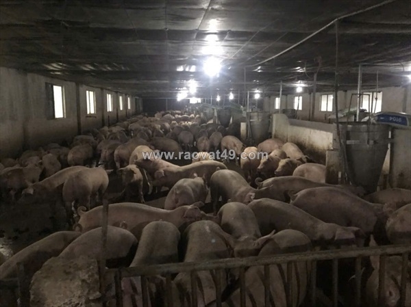 ~/Img/2025/9/trang-trai-chan-nuoi-heo-qui-mo-lon-10-hecta-gia-thuong-luong-02.jpg