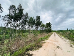 Bán 1 sào đất tân bình - lagi chỉ 700 triệu đường 10m cách 719 chỉ 800m