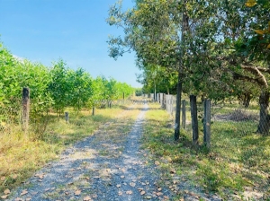 Bán 4000m2 đất tân phước -  lagi gái rẻ nhất 850tr/ sào sổ riêng