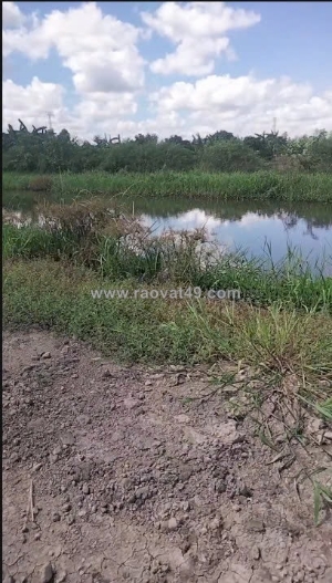 Bán gấp đất vườn 6.900m² – phụng hiệp, cần thơ – ô tô 7 chỗ tới đất