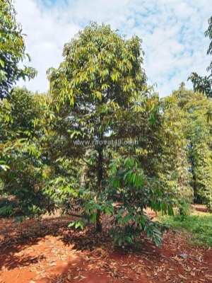 Bán lô đất vườn sầu riêng thái tại xuân tây cũ, đồng nai