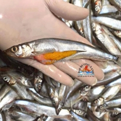 Cá trứng nauy có phù hợp cho trẻ em và người lớn tuổi?