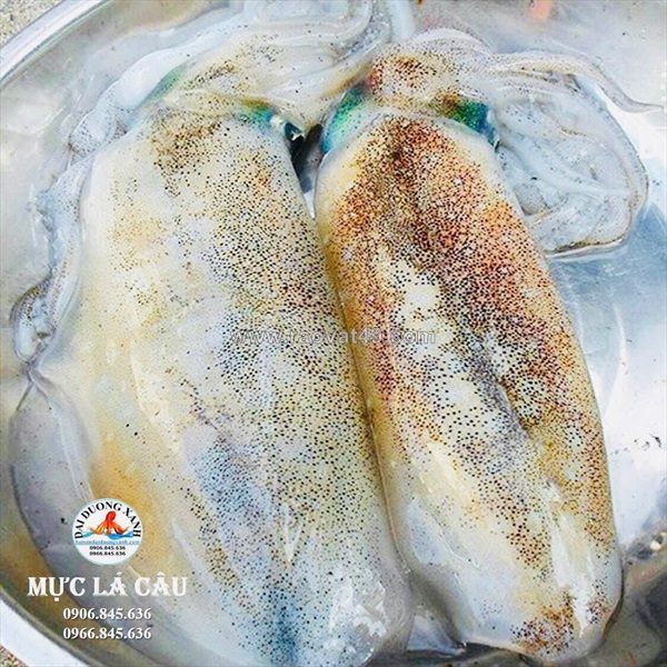 Cách chọn mực lá tươi ngon chuẩn cho người tiêu dùng
