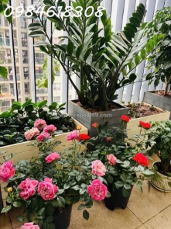 Chcc 3pn chung cư báo nhân dân – lô góc – 95,6m² – 7.7 tỷ phố trịnh văn bô