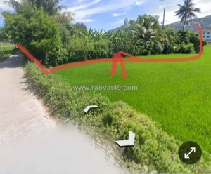 Chính chủ cần tiền xây nhà, bán bớt đất trồng cây - cách đường lớn trần quốc