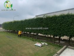 Công ty cây xanh ở khu vực đồng nai