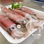 Cung cấp mực ống giá tốt