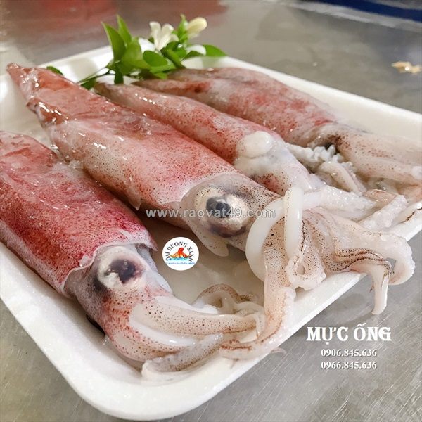Cung cấp mực ống giá tốt