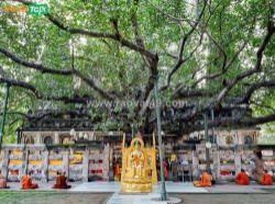 Cùng traveltalk khám phá tour hành hương đến tháp đại giác bồ đề đạo tràng