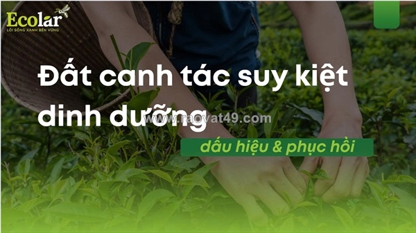 ~/Img/2026/1/dat-canh-tac-suy-kiet-dinh-duong-dau-hieu-phuc-hoi-01.jpg