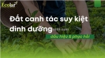 Đất canh tác suy kiệt dinh dưỡng: dấu hiệu & phục hồi