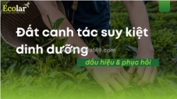 Đất canh tác suy kiệt dinh dưỡng: dấu hiệu & phục hồi
