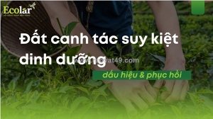 Đất canh tác suy kiệt dinh dưỡng: dấu hiệu & phục hồi
