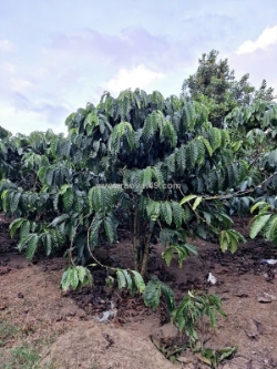 Đất đẹp –giá đầu tư –chính chủ  cần bán lô đất  tại thôn phúc hợp - phúc thọ -