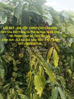 Đất đẹp - giá tốt- chính chủ cần bán hơn 5ha đất trồng cà phê tơ đẹp tại xã chư