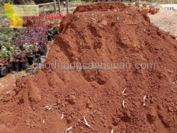 Đất đỏ bazan – nền tảng cho cây trồng phát triển tốt