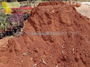 Đất đỏ bazan – nền tảng cho cây trồng phát triển tốt