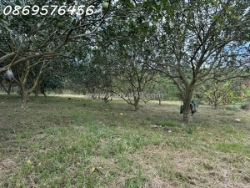 Đất vườn giá chỉ 150 tr có ngay 500 mét tại khánh hoà