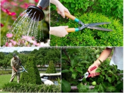 Dịch vụ cắt tỉa cây, bứng cây công trình đúng tiến độ