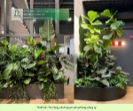 Dịch vụ thiết kế & thi công cây xanh công trình thương mại tại tp.hcm