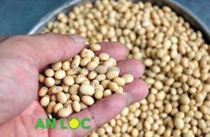 Giá đậu nành hạt bao nhiêu 1kg
