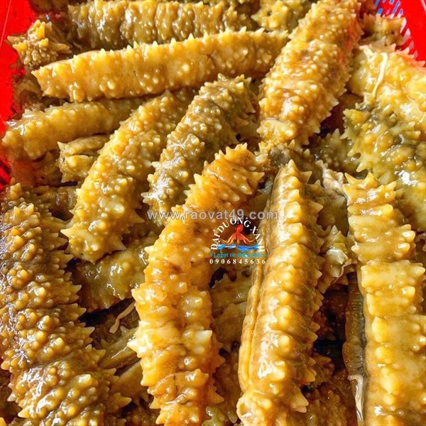 Hải sâm gai vàng là gì? giá trị dinh dưỡng và cách dùng hiệu quả