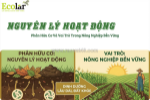 Nắm vững nguyên lý hoạt động của phân hữu cơ để canh tác bền vững