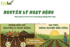 Nắm vững nguyên lý hoạt động của phân hữu cơ để canh tác bền vững
