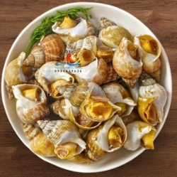 Ốc bulot pháp là gì? mua ốc bulot pháp ở đâu đảm bảo chất lượng?