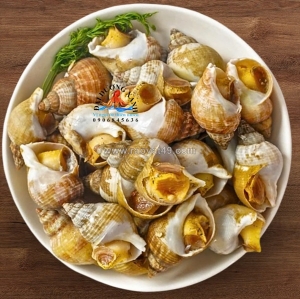 Ốc bulot pháp là gì? mua ốc bulot pháp ở đâu đảm bảo chất lượng?