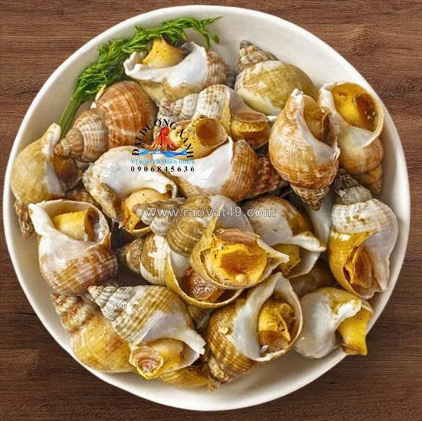 Ốc bulot pháp là gì? mua ốc bulot pháp ở đâu đảm bảo chất lượng?