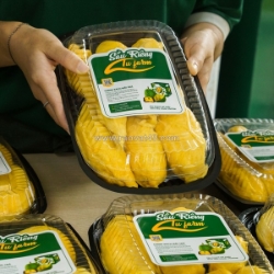 Sầu riêng chín cây