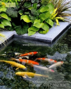 Thi công hồ cá koi phong thủy tốt ở đồng nai, hcm