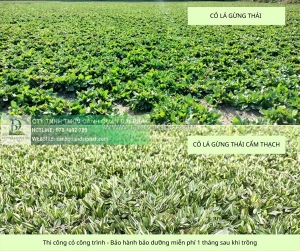 Trồng cỏ dự án giá rẻ – thi công cây xanh bình dương, đồng nai