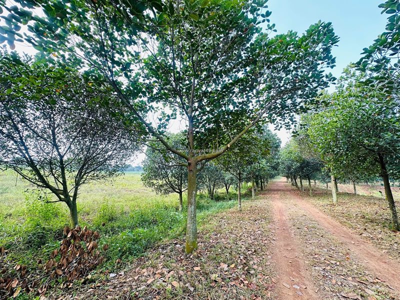 🌿 bán 1ha đất có thổ cư – cách vĩnh yên chỉ 6km. giá 6.7 tỷ