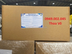 Bacillus licheniformis 10¹¹ cfu/g – vi sinh xử lý cặn dầu mỡ, khí độc ao