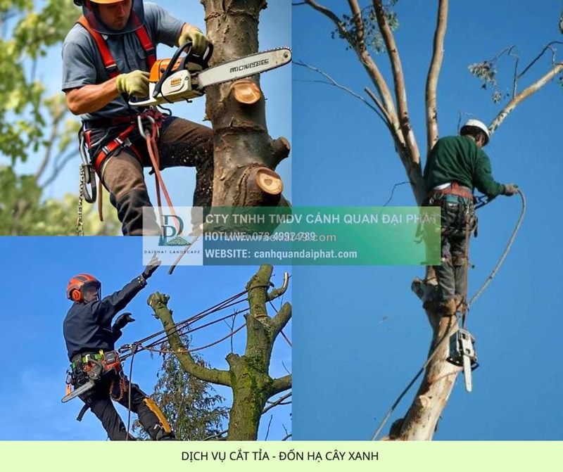 Dịch vụ cắt cỏ – cưa cây đồng nai | báo giá nhanh chóng