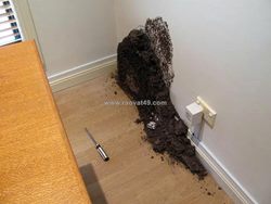 Mối có nguy hiểm không? những tác hại cần biết