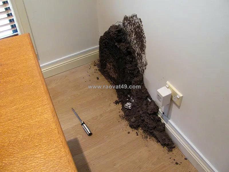 Mối có nguy hiểm không? những tác hại cần biết