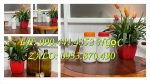 Vỏ chai nhựa 1 lít vuông, chai lọ 500ml đựng hóa chất, bình nhựa 250ml đựng vi sinh, lọ 100ml phun sương
