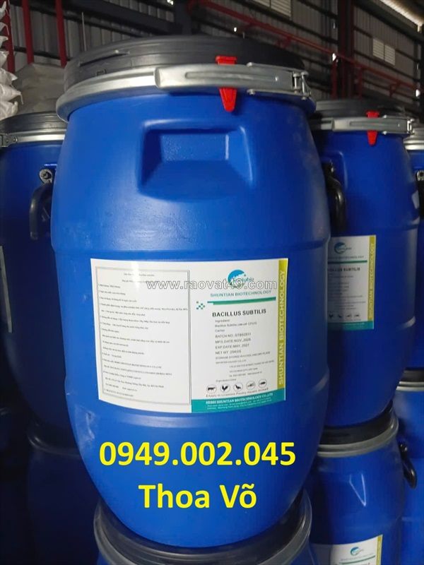 Bacillus subtilis – xử lý nước ao nuôi, hỗ trợ tiêu hóa tôm cá hiệu quả